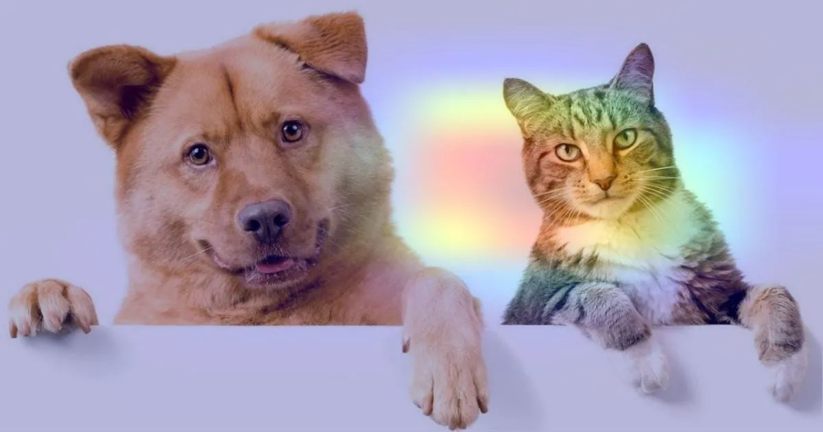 Figure 13. Heatmap overlaid on original image (cat)